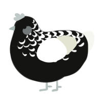 A black and white chicken with a half-lace pattern