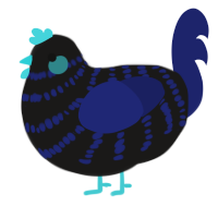 Midnight, a sable and navy chicken with a bar pattern