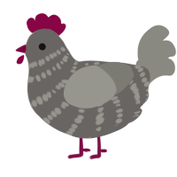 Clyde, a grey and ash chicken with a bar pattern