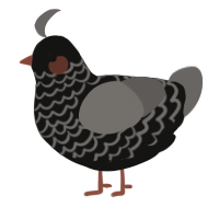 A black and grey chicken with a lace pattern