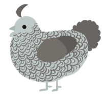 A silver and grey chicken with a double-lace pattern
