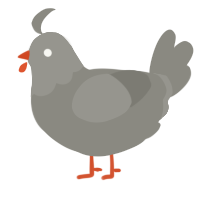 A ash chicken with a head pattern