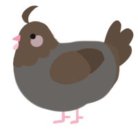 A grey and bark chicken with a head pattern
