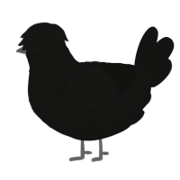 Exidia, a black chicken with a lace pattern