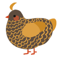 A bark and orange chicken with a lace pattern