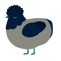 A ash and tumblr chicken with a head pattern