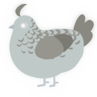 A silver and ash chicken with a half-lace pattern