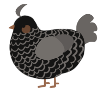 A black and grey chicken with a lace pattern