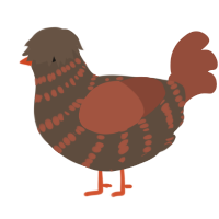 A bark and russet chicken with a bar pattern