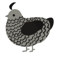A ash and sable chicken with a lace pattern