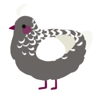 A grey and white chicken with a half-lace pattern