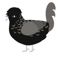 A black and grey chicken with a half-lace pattern