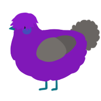 A violet and grey chicken