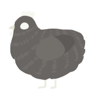 A grey chicken with a bar pattern