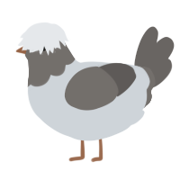 A mist and grey chicken with a head pattern