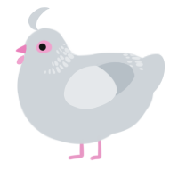 A mist chicken with a neck-band pattern