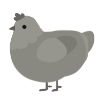 Stone, a ash chicken with a head pattern