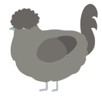 A ash and grey chicken