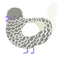 Snowy, a ash and white chicken with a lace pattern
