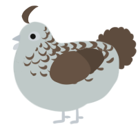 A silver and bark chicken with a half-lace pattern
