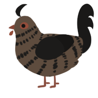 A bark and sable chicken with a bar pattern