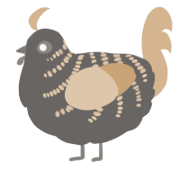 A grey and beige chicken with a half-bar pattern