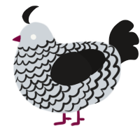 A mist and sable chicken with a lace pattern
