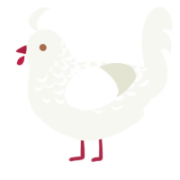 A white chicken with a half-lace pattern