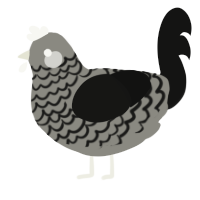 Haunt, a ash and black chicken with a lace pattern