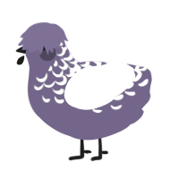 Boss Jr, a overcast and white chicken with a half-lace pattern