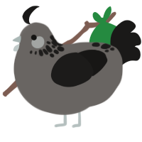 A grey and sable chicken with a neck-speckle pattern