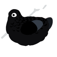 Right in Two, a white and cream chicken with a half-lace pattern
