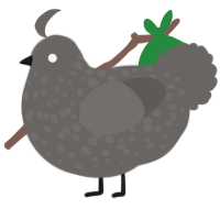 A grey chicken with a speckle pattern
