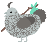 A silver and grey chicken with a double-lace pattern