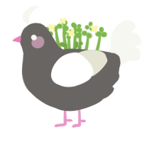 Envi, a grey and white chicken