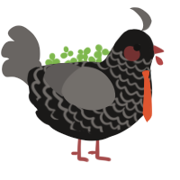 Agent, a sable and grey chicken with a lace pattern