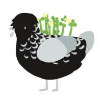 (unnamed), a sable and silver chicken with a half-lace pattern