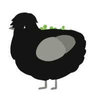 Silv sheen Obsidian, a black and ash chicken