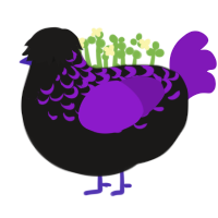 Lomario, a sable and violet chicken with a half-lace pattern
