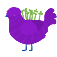 vio, a violet chicken with a bar pattern