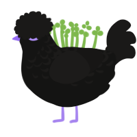 Emo, a black and sable chicken with a half-lace pattern