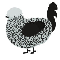 A silver and sable chicken with a double-lace pattern
