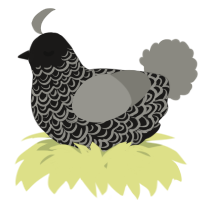 A sable and ash chicken with a double-lace pattern