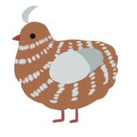 A brown and silver chicken with a bar pattern