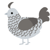 A mist and grey chicken with a lace pattern