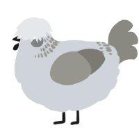 A mist and ash chicken with a neck-band pattern