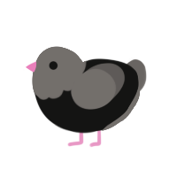 (unnamed), a black and grey chicken with a head pattern