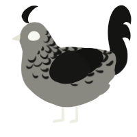 A ash and black chicken with a half-lace pattern