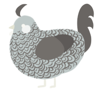 A silver and grey chicken with a double-lace pattern