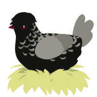 A black and ash chicken with a half-lace pattern